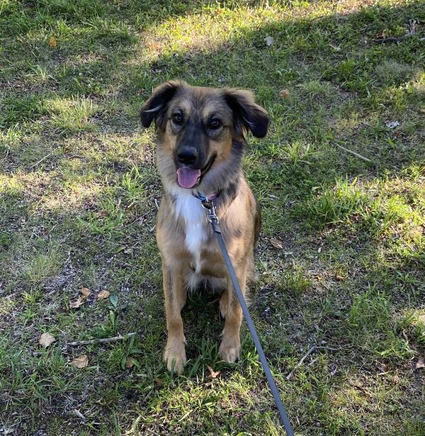 /Images/uploads/Mid County Chamber of Commerce/pet-mayor-2022/entries/23710thumb.jpg